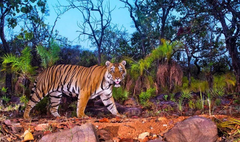 Nagarjunsagar-Srisailam Tiger Reserve